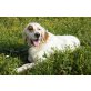 Arthouros, zauberhafter Setter, English Setter - Rüde