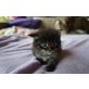 Arthur, Amadeus und Aramis, Sibirische Katze - Kater