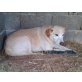 Arthur, Labrador-Mischling - Rüde
