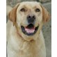 Arthur, Labrador- Mix - Rüde