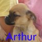 Arthur,  Mo-Chi Welpen - Rüde