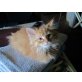 Artus ...., Norwegische Waldkatze - Kater