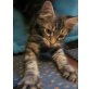 Artus und Anubis, ein Pärchen ..., Maine Coon - Kater