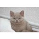 Artus von der Plesse, Britisch Kurzhaarkatze - Kater