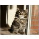 Arwen, Maine Coon - Katze