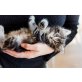 Arya, Alana, Aaren, Alya, Norwegische Waldkatze - Katze