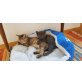 Arya und Bono, Europäisch Kurzhaar - Katze