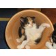 Arya und Tasha, Katzenkinder - Katze