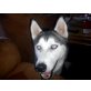 Asade, Siberian Husky - Hündin