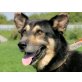 Asan, Schäferhund-Mischling - Rüde