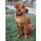 Asani, Rhodesian Ridgeback - Rüde