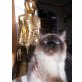 Asceo, Ragdoll - Kater