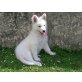 Aschanti, Weißer Schweizer Schäferhund Welpen - Hündin