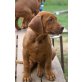 Ashaki Amber Sweet Ridge, Rhodesian Ridgeback - Hündin