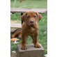 Ashaki Amber Sweet Ridge, Rhodesian Ridgeback Welpen - Hündin