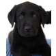 Ashford Castle, Labrador Retriever - Rüde