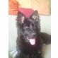 Ashley, Altdeutsche Schäferhunde - Hündin