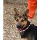 Ashley, Schäferhund Mix - Hündin