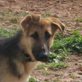 Asia (NA), Deutscher Schäferhund - Hündin