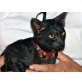 Asia, Orientalische Kurzhaar - Katze