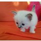 Asio,Amey&Anno, Heilige Birma - Kater