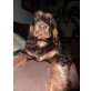 Askia, Englischer Cockerspaniel Welpen - Hündin