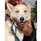 Asko, lieber freundlicher Hund, Mischling - Rüde