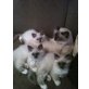 Aslan, Aragon, Arizona, Heilige Birma - Katze