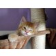 Aslan & Aramis, Maine Coon - Kater