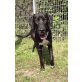 Aslan, Doggen-Labrador-Mix - Rüde