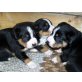 Aslan, Kenai, Nita, Entlebucher Sennenhund - Rüde