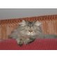 Aslan, Perser - Kater