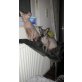 Asmo & Murphy, Sphynx - Kater