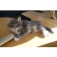 Asmo of Northern Paws*AT, Norwegische Waldkatze - Kater