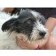 Asnito, Schnauzer-Mischling - Rüde