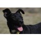 Aso, lieber Familienhund - Rüde