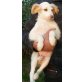 Aspa, kleines Hundekind sucht liebevolle Familie Welpen - Hündin