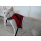Aspro, Mischling - Kater