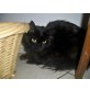 Asrael, Main Coon - Kater