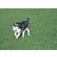 Assi, Siberian Husky - Rüde