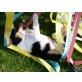 Assunta, Amos, Kurzhaariger Collie - Hündin