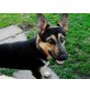 Asta, Deutscher Schäferhund - Hündin