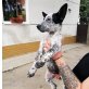 Asta kleines Schnuckelchen🐶💖👌, Mischlingswelpin Welpen - Hündin