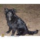 Astar, Altdeutsche Schäferhunde - Hündin