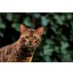 Astarte Bolivarr, Bengalkatze - Kater