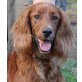 Astella, Setter Spaniel Mischling - Hündin