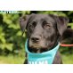 Asterix, Labrador-Mischling - Rüde
