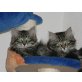 Asterix, Sibirische Katze - Kater