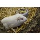 Asterix und Obelix, Meerschweinchen weiss - männlich