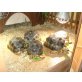 Asterochelys Radiata